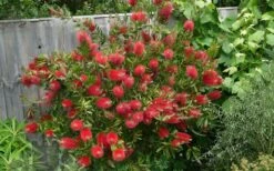 Scarlet Compacta Bottlebrush - Callistemon - 3 Gallon Pot -Garden Plant Shop Bottlebrush Scarlet Compacta