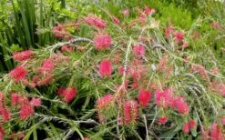 Semmes Cold Hardy Red Bottlebrush - Callistemon - 3 Gallon Pot 3 Semmes Cold Hardy Red Bottlebrush - Callistemon - 3 Gallon Pot -Garden Plant Shop Bottlebrush Woodlanders Hardy Red 17