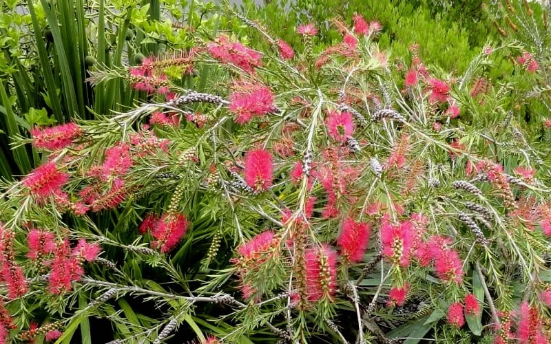 Semmes Cold Hardy Red Bottlebrush - Callistemon - 3 Gallon Pot Semmes Cold Hardy Red Bottlebrush - Callistemon - 3 Gallon Pot -Garden Plant Shop Bottlebrush Woodlanders Hardy Red 17
