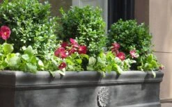 Dwarf English Boxwood - 2 Gallon Pot -Garden Plant Shop Boxwood Dwarf English 2