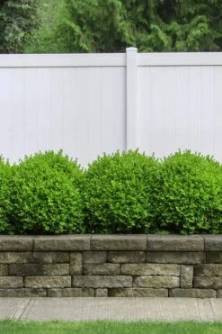 Dwarf English Boxwood - 2 Gallon Pot -Garden Plant Shop Boxwood Dwarf English 3