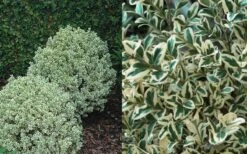 Dwarf Variegated Boxwood - 3 Gallon Pot -Garden Plant Shop Boxwood Dwarf Variegated 50 4