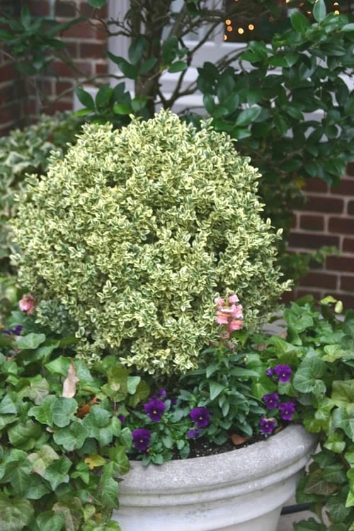 Dwarf Variegated Boxwood - 5 Gallon Pot Dwarf Variegated Boxwood - 5 Gallon Pot -Garden Plant Shop Boxwood Dwarf Variegated 500x750 4