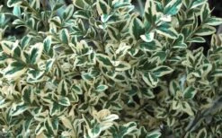 Dwarf Variegated Boxwood - 3 Gallon Pot -Garden Plant Shop Boxwood Dwarf Variegated 51 4