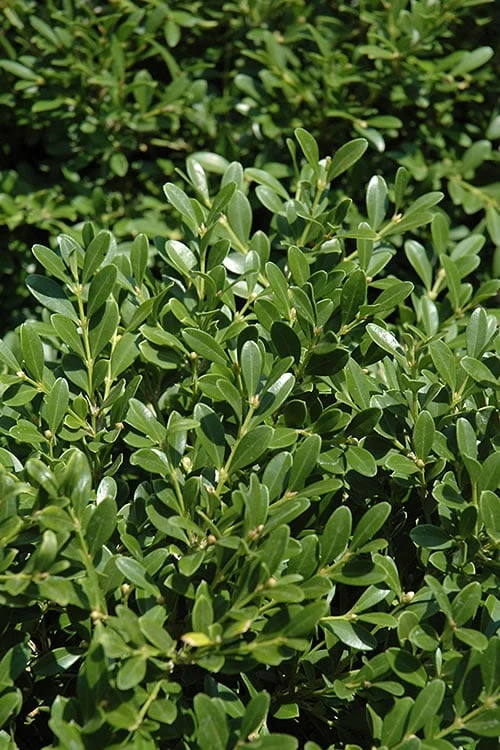 Franklins Gem Dwarf Boxwood - 1 Gallon Pot Franklins Gem Dwarf Boxwood - 1 Gallon Pot -Garden Plant Shop Boxwood Franklins Dwarf BS