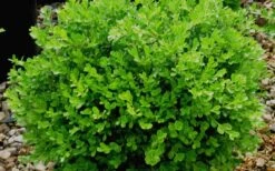 Franklins Gem Dwarf Boxwood - 6 Pack Of 1 Gallon Pots 3 Franklins Gem Dwarf Boxwood - 6 Pack Of 1 Gallon Pots -Garden Plant Shop Boxwood Franklins Gem 2