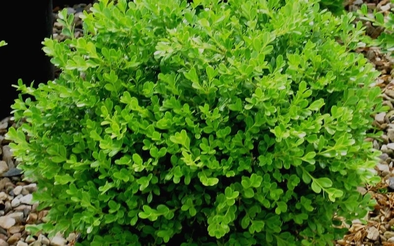 Franklins Gem Dwarf Boxwood - 1 Gallon Pot Franklins Gem Dwarf Boxwood - 1 Gallon Pot -Garden Plant Shop Boxwood Franklins Gem