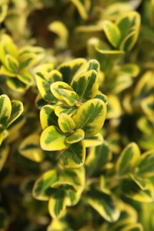 Golden Triumph Variegated Dwarf Boxwood - 1 Gallon Pot Golden Triumph Variegated Dwarf Boxwood - 1 Gallon Pot -Garden Plant Shop Boxwood Golden Triumph 3 2