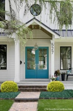 Golden Triumph Variegated Dwarf Boxwood - 3 Gallon Pot 4 Golden Triumph Variegated Dwarf Boxwood - 3 Gallon Pot -Garden Plant Shop Boxwood Golden Triumph 7