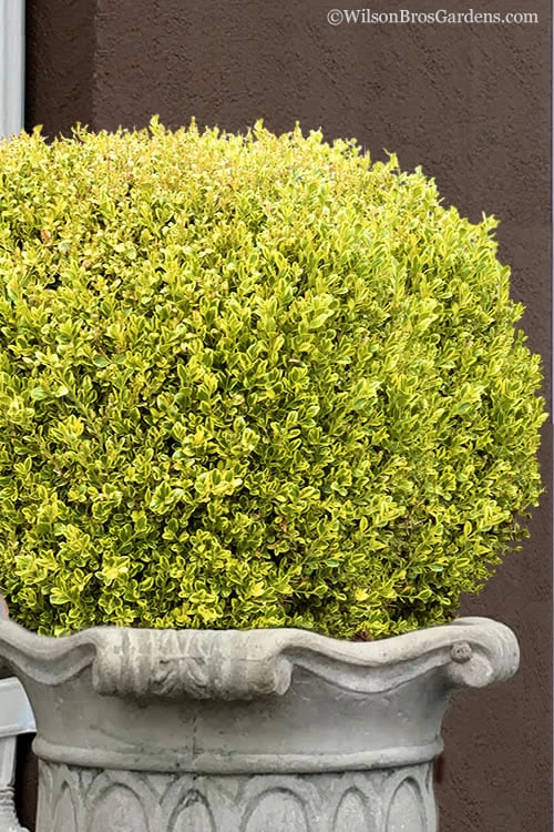 Golden Triumph Variegated Dwarf Boxwood - 6 Pack of 1 Gallon Pots Golden Triumph Variegated Dwarf Boxwood - 6 Pack Of 1 Gallon Pots -Garden Plant Shop Boxwood Golden Triumph 9 1