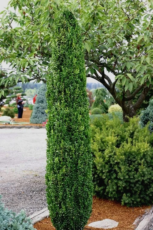 Graham Blandy Columnar Boxwood - 3 Gallon Pot Graham Blandy Columnar Boxwood - 3 Gallon Pot -Garden Plant Shop Boxwood Graham Blandy 1 3