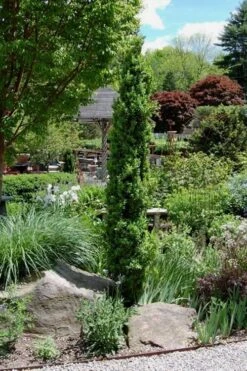 Graham Blandy Columnar Boxwood - 3 Gallon Pot 3 Graham Blandy Columnar Boxwood - 3 Gallon Pot -Garden Plant Shop Boxwood Graham Blandy 2 3