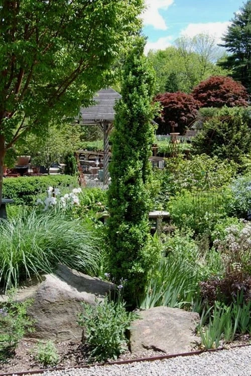 Graham Blandy Columnar Boxwood - 3 Gallon Pot Graham Blandy Columnar Boxwood - 3 Gallon Pot -Garden Plant Shop Boxwood Graham Blandy 2 3