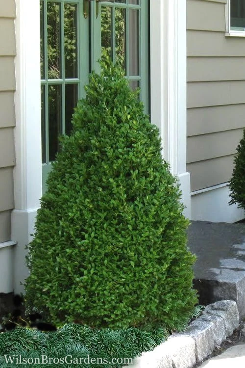 Green Mountain Boxwood - 5 Gallon Pot Green Mountain Boxwood - 5 Gallon Pot -Garden Plant Shop Boxwood Green Mountain 11 2