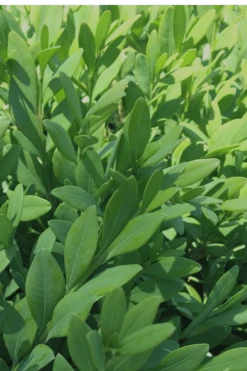 Green Mountain Boxwood - 5 Gallon Pot 5 Green Mountain Boxwood - 5 Gallon Pot -Garden Plant Shop Boxwood Green Mountain 12 2