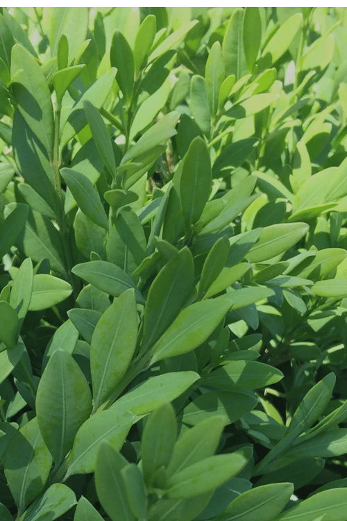 Green Mountain Boxwood - 3 Gallon Pot Green Mountain Boxwood - 3 Gallon Pot -Garden Plant Shop Boxwood Green Mountain 12 6