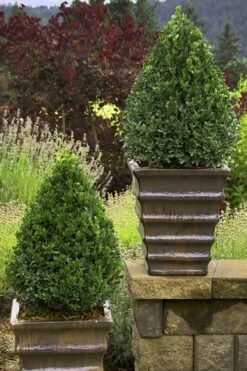 Green Mountain Boxwood - 2 Gallon Pot 3 Green Mountain Boxwood - 2 Gallon Pot -Garden Plant Shop Boxwood Green Mountain 23 3