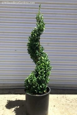 Common Boxwood Spiral Topiary - 5 Gallon Pot 3 Common Boxwood Spiral Topiary - 5 Gallon Pot -Garden Plant Shop Boxwood Green Mountain Spiral 1 1