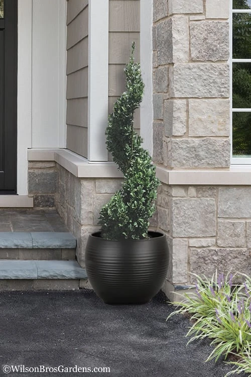 Common Boxwood Spiral Topiary - 5 Gallon Pot Common Boxwood Spiral Topiary - 5 Gallon Pot -Garden Plant Shop Boxwood Green Mountain Spiral 2 1