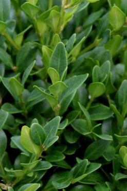 Green Velvet Boxwood - 6 Pack Of 1 Gallon Pots 5 Green Velvet Boxwood - 6 Pack Of 1 Gallon Pots -Garden Plant Shop Boxwood Green Velvet 1 1
