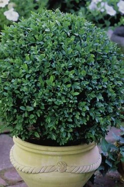 Green Velvet Boxwood - 7 Gallon Pot -Garden Plant Shop Boxwood Green Velvet 3 2
