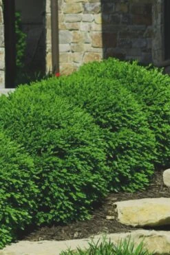 Green Velvet Boxwood - 6 Pack Of 1 Gallon Pots 3 Green Velvet Boxwood - 6 Pack Of 1 Gallon Pots -Garden Plant Shop Boxwood Green Velvet 7 1