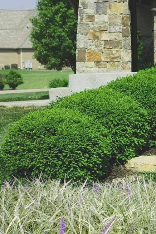 Green Velvet Boxwood - 6 Pack of 1 Gallon Pots Green Velvet Boxwood - 6 Pack Of 1 Gallon Pots -Garden Plant Shop Boxwood Green Velvet 8 1