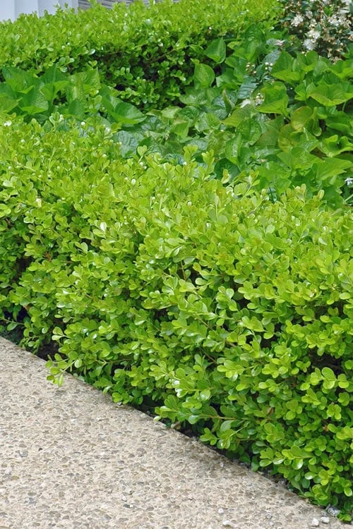 Japanese Boxwood (Buxus microphylla) - 7 Gallon Pot Japanese Boxwood (Buxus Microphylla) - 7 Gallon Pot -Garden Plant Shop Boxwood Japanese 500x750 3