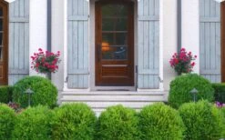 Japanese Boxwood - Buxus Microphylla - 3 Gallon Pot 4 Japanese Boxwood - Buxus Microphylla - 3 Gallon Pot -Garden Plant Shop Boxwood Japanese Entryway 3