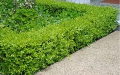 Japanese Boxwood - Buxus Microphylla - 3 Gallon Pot 3 Japanese Boxwood - Buxus Microphylla - 3 Gallon Pot -Garden Plant Shop Boxwood Japanese Hedge 2 3