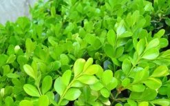 Japanese Boxwood (Buxus Microphylla) - 7 Gallon Pot 7 Japanese Boxwood (Buxus Microphylla) - 7 Gallon Pot -Garden Plant Shop Boxwood Japanese Leaves Closeup 2
