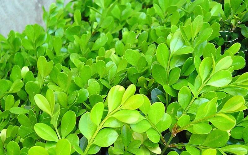 Japanese Boxwood (Buxus microphylla) - 7 Gallon Pot Japanese Boxwood (Buxus Microphylla) - 7 Gallon Pot -Garden Plant Shop Boxwood Japanese Leaves Closeup 2