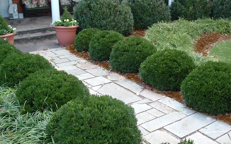 Justin Brouwers Dwarf Boxwood - 6 Pack of 1 Gallon Pots Justin Brouwers Dwarf Boxwood - 6 Pack Of 1 Gallon Pots -Garden Plant Shop Boxwood Justin Brouwers In Landscape 1