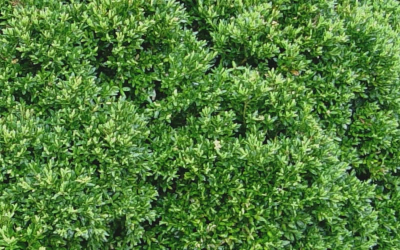 Justin Brouwers Dwarf Boxwood - 6 Pack of 1 Gallon Pots Justin Brouwers Dwarf Boxwood - 6 Pack Of 1 Gallon Pots -Garden Plant Shop Boxwood Justin Brouwers Leaves 1