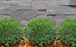 Korean Dwarf Boxwood - Buxus Sinica Var. Insularis 'Nana' - 6 Pack Of 1 Gallon Pots -Garden Plant Shop Boxwood Korean Dwarf Insularis Nana 2