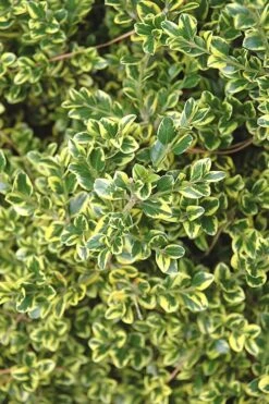 Sunburst Variegated Korean Boxwood - 1 Gallon Pot -Garden Plant Shop Boxwood Sunburst 2