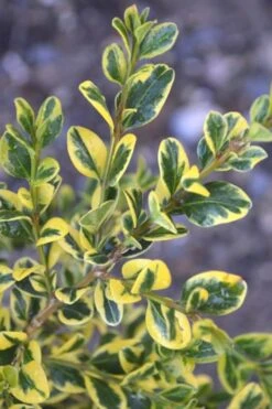 Sunburst Variegated Korean Boxwood - 1 Gallon Pot -Garden Plant Shop Boxwood Sunburst