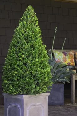 Wintergreen Boxwood - 3 Gallon Pot -Garden Plant Shop Boxwood Wintergreen 11