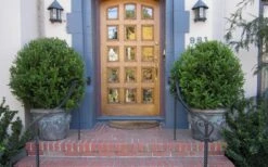 Wintergreen Boxwood - 6 Pack Of 1 Gallon Pots -Garden Plant Shop Boxwood Wintergreen 12 1