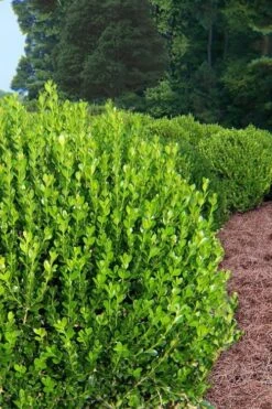 Wintergreen Boxwood - 6 Pack Of 1 Gallon Pots -Garden Plant Shop Boxwood Wintergreen 500x750 2