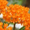Orange Butterfly Milkweed - Asclepias Tuberosa - 10 Pack Of Quart Pots