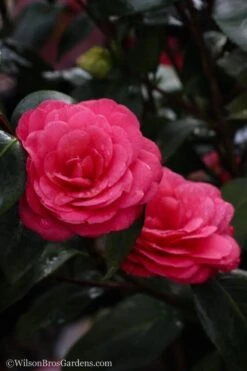April Dawn Cold Hardy Camellia Japonica - 3 Gallon Pot -Garden Plant Shop Camellia April Dawn 20 1