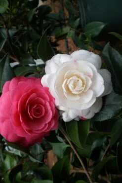 April Dawn Cold Hardy Camellia Japonica - 3 Gallon Pot -Garden Plant Shop Camellia April Dawn 21 1