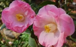 April Remembered Cold Hardy Pink Camellia Japonica - 1 Gallon Pot -Garden Plant Shop Camellia April Remembered 1 1