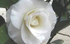 April Snow Camellia Japonica - 1 Gallon Pot -Garden Plant Shop Camellia April Snow 1 1