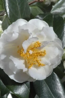 April Snow Camellia Japonica - 1 Gallon Pot -Garden Plant Shop Camellia April Snow 13 1