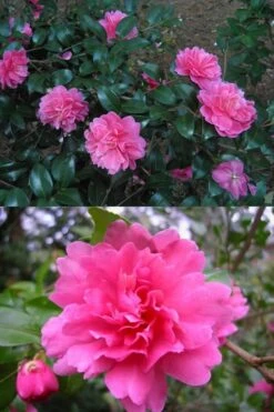 Autumn Spirit Camellia - Hybrid - 1 Gallon Pot -Garden Plant Shop Camellia April Spirit 3