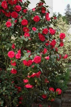April Tryst Camellia Japonica - 2 Gallon Pot -Garden Plant Shop Camellia April Tryst 2 3