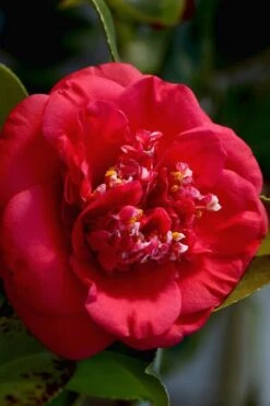 April Tryst Camellia Japonica - 1 Gallon Pot -Garden Plant Shop Camellia April Tryst 3 1