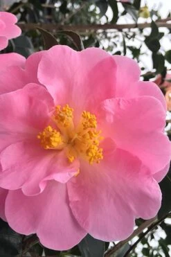 Arctic Dawn Cold Hardy Pink Camellia Hybrid - 1 Gallon Pot 3 Arctic Dawn Cold Hardy Pink Camellia Hybrid - 1 Gallon Pot -Garden Plant Shop Camellia Arctic Dawn 1
